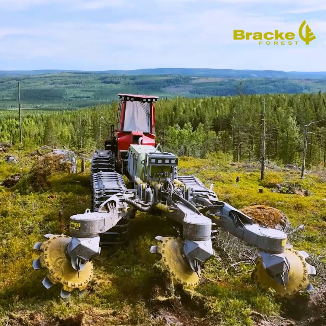 Bracke Forest