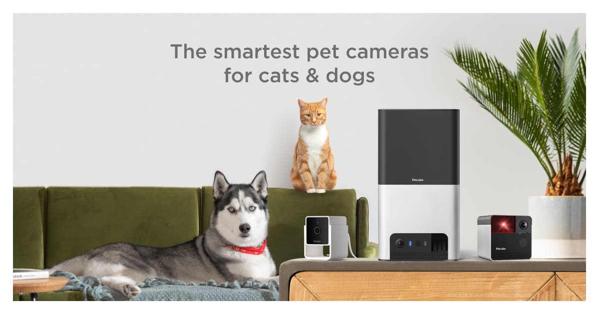 Petcube company logo